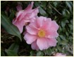 Blume 1